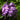 Phlox paniculata 'Katja'