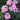 Phlox paniculata 'Larissa'