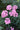Phlox paniculata 'Larissa'