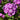 Phlox paniculata 'Laura'