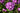 Phlox paniculata 'Laura'