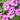 Phlox paniculata 'Magic Blue'