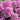 Phlox paniculata 'Miss Pepper'