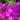 Phlox paniculata 'Modern Art'