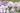 Phlox paniculata 'Monica Lynden-Bell'