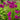 Phlox paniculata 'Nicky'