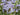 Phlox paniculata 'Norah Leigh'