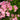 Phlox paniculata 'Peppermint Twist'