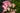 Phlox paniculata 'Peppermint Twist'