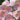 Phlox paniculata 'Picasso'