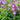 Phlox paniculata 'Purple Kiss'