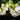 Phlox paniculata 'Rembrandt'