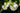 Phlox paniculata 'Rembrandt'