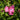 Phlox paniculata 'Rijnstroom'