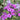 Phlox paniculata 'Smokey'