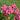 Phlox paniculata 'Spitfire'