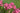 Phlox paniculata 'Spitfire'