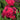 Phlox paniculata 'Starfire'