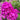 Phlox paniculata 'Tatjana'