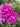 Phlox paniculata 'Tatjana'