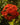 Phlox paniculata 'Tenor', garden plant