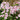 Phlox paniculata 'Twister'