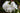 Phlox paniculata 'White Admiral'