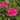 Phlox paniculata 'Windsor'