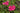 Phlox paniculata 'Windsor'
