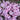 Phlox paniculata 'Younique Bicolor'