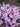 Phlox paniculata 'Younique Bicolor'