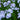 Phlox paniculata 'Younique Old Blue'