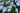 Phlox paniculata 'Younique Old Blue'