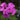 Phlox paniculata 'Younique Purple'