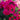 Phlox paniculata 'Younique Red'