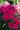 Phlox paniculata 'Younique Red'