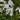 Phlox paniculata 'Younique White'