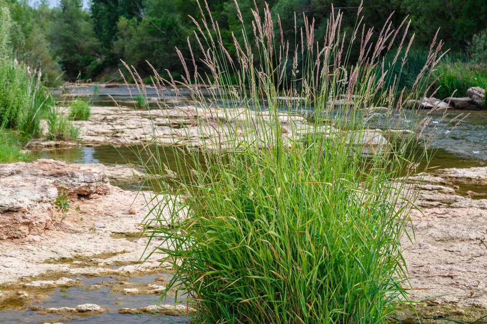 Phragmites australis (Norfolk reed) - Marginal Pond Plants - MP091 ...