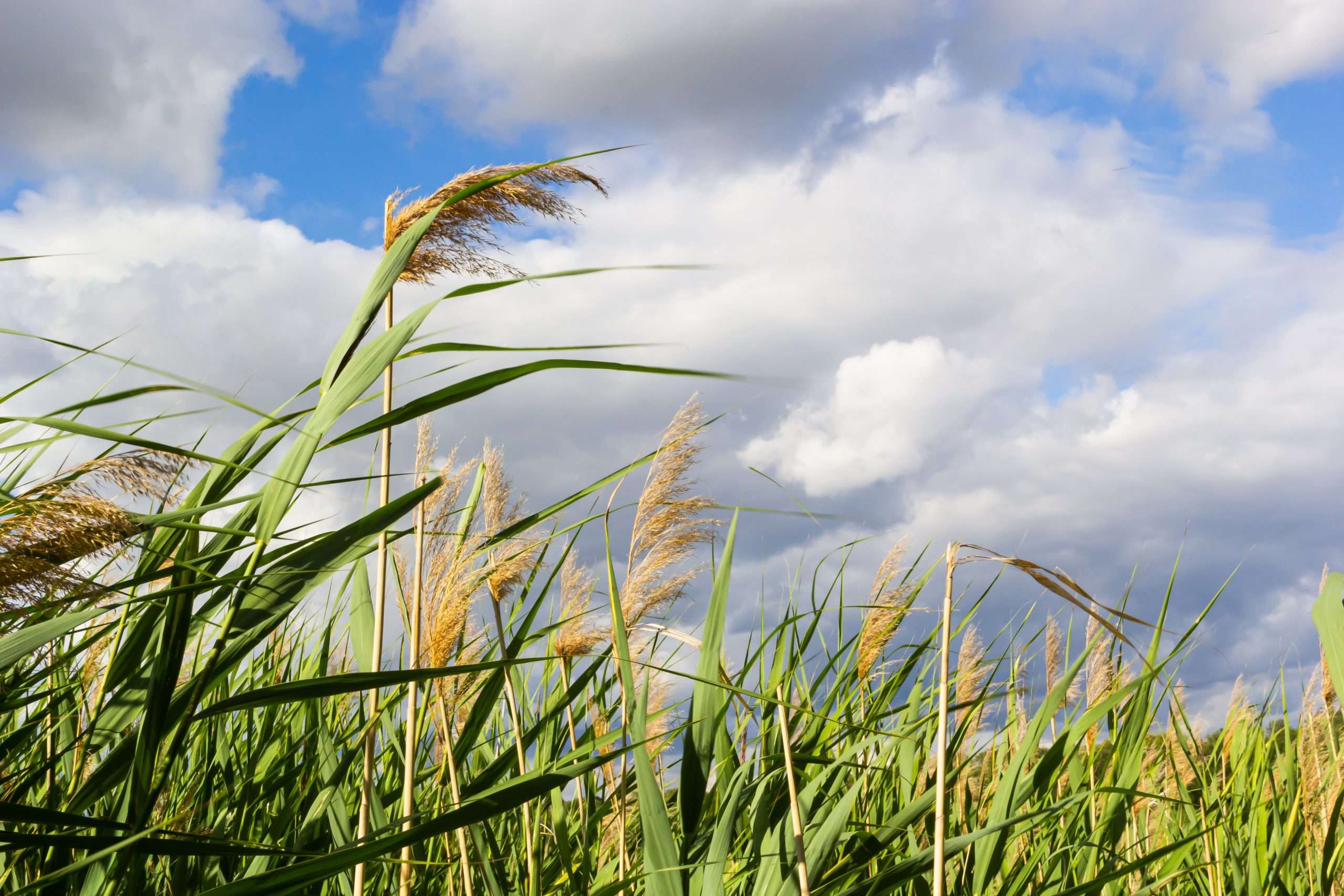 Phragmites australis (Norfolk reed) - Marginal Pond Plants - MP091 ...