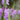 Physostegia virginiana