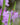 Physostegia virginiana