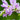 Physostegia virginiana 'Rosea'