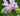 Physostegia virginiana 'Rosea'