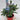 Potgrown Real Christmas Tree | Picea pungens 'Super Blue' | 30-40cm