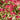 Pieris japonica Forest Flame (2 sizes available)