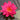 Nymphaea Pink Silk - 2026