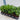 Pittosporum tobira 'Nanum' 9cm
