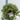 Pittosporum tenuifolium 'Gold Star' 9cm / 5L Ball