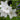 Platycodon grandiflorus 'Albus'