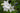 Platycodon grandiflorus 'Albus'